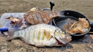 Spooning for Surf Perch