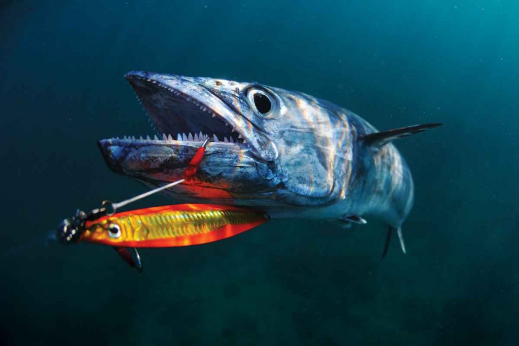 Knife Jig Fishing