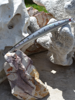 Large Minnow (Spotted)