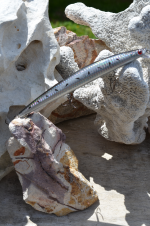 Large Minnow (Spotted)