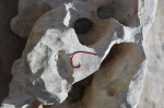 Salt Flats Circle Hook(2/0)