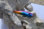 Souga Rainbow Popper