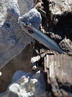 Topwater Wobbling Pumper Thumper(AP)