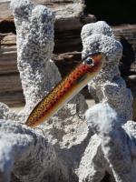 Topwater Wobbling Pumper Thumper(CP)