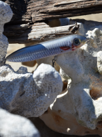 Topwater Wobbling Pumper Thumper(IM)